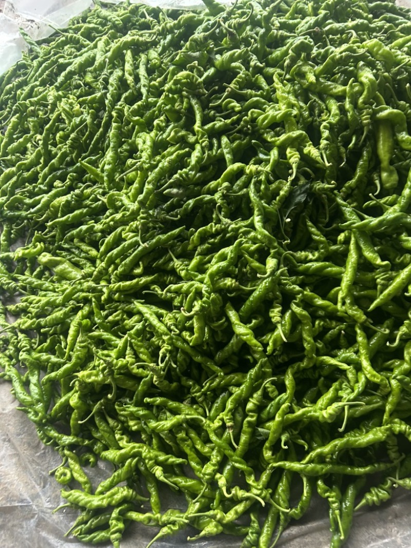 精品螺丝椒大量有货，基地直发，电商供货。