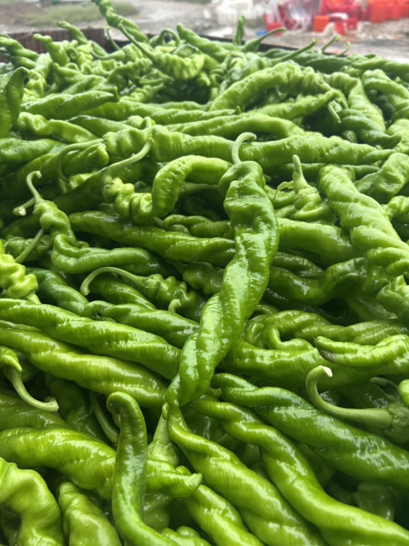 精品螺丝椒大量有货，基地直发，电商供货。