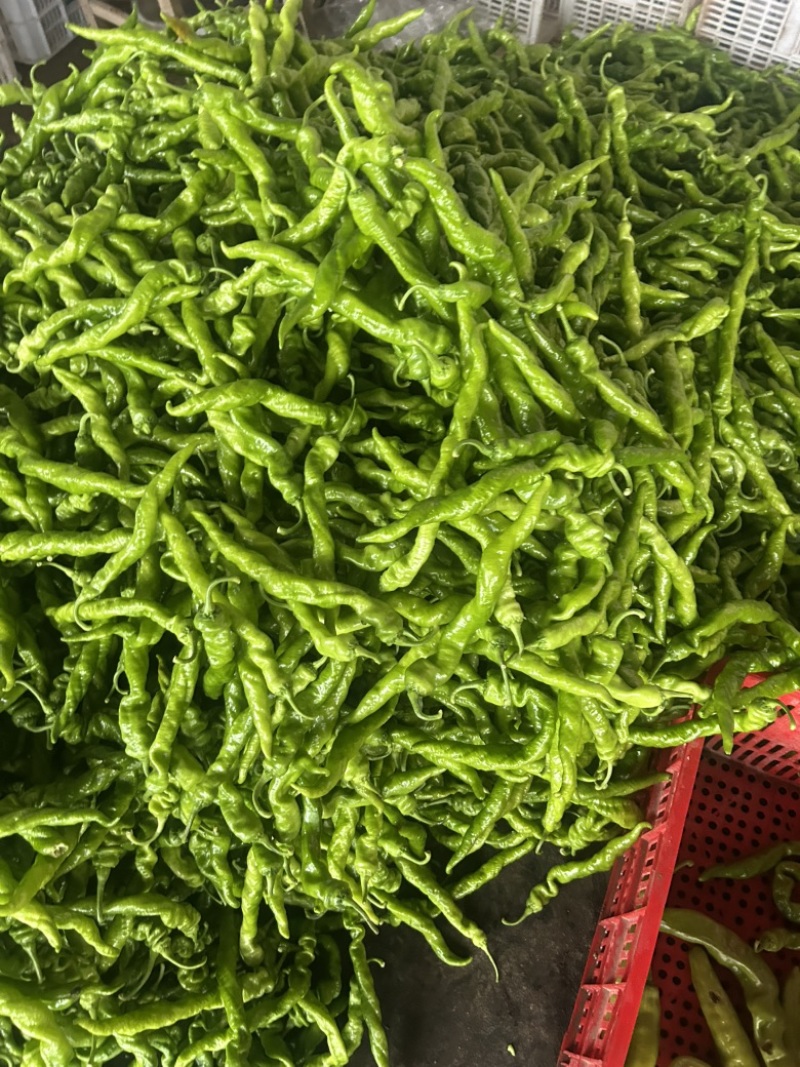 精品螺丝椒大量有货，基地直发，电商供货。