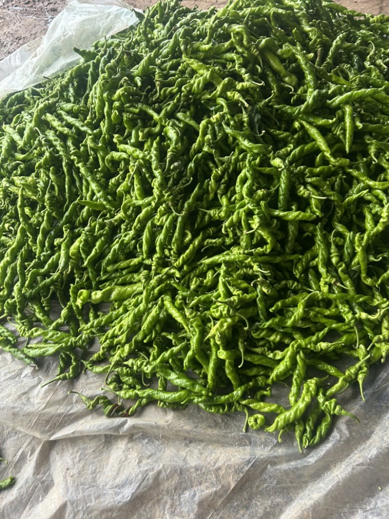 精品螺丝椒大量有货，基地直发，电商供货。