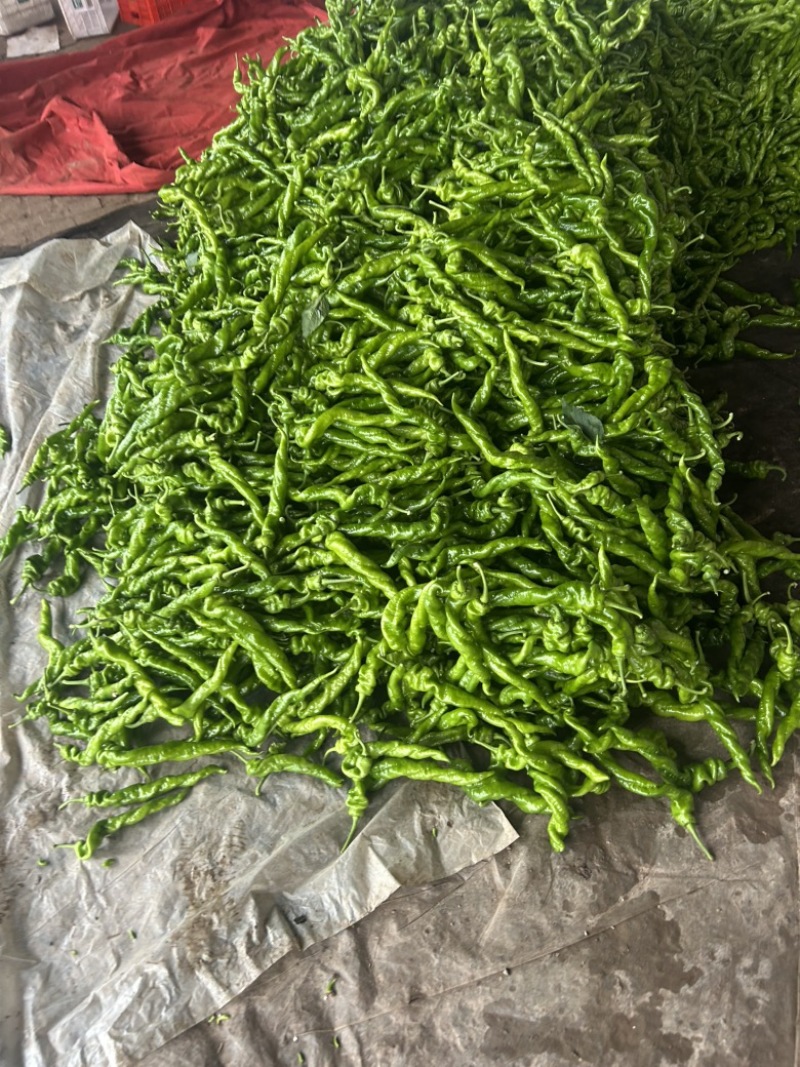 精品螺丝椒大量有货，基地直发，电商供货。