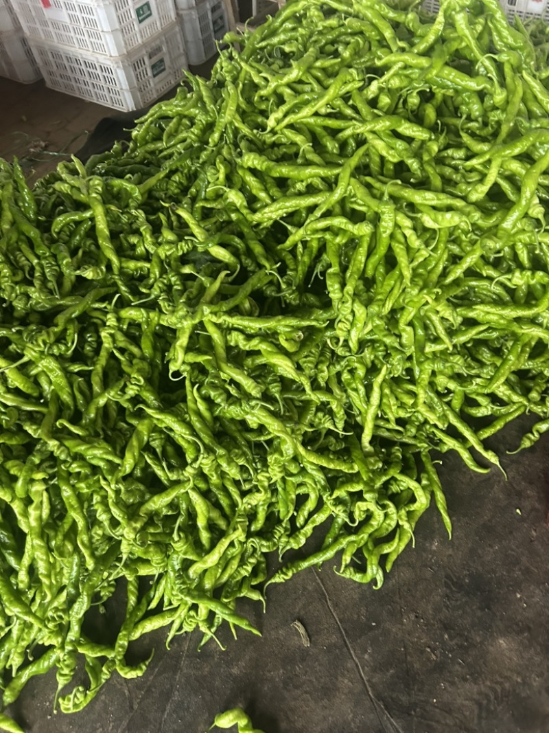 精品螺丝椒大量有货，基地直发，电商供货。