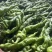 精品螺丝椒大量有货，基地直发，电商供货。