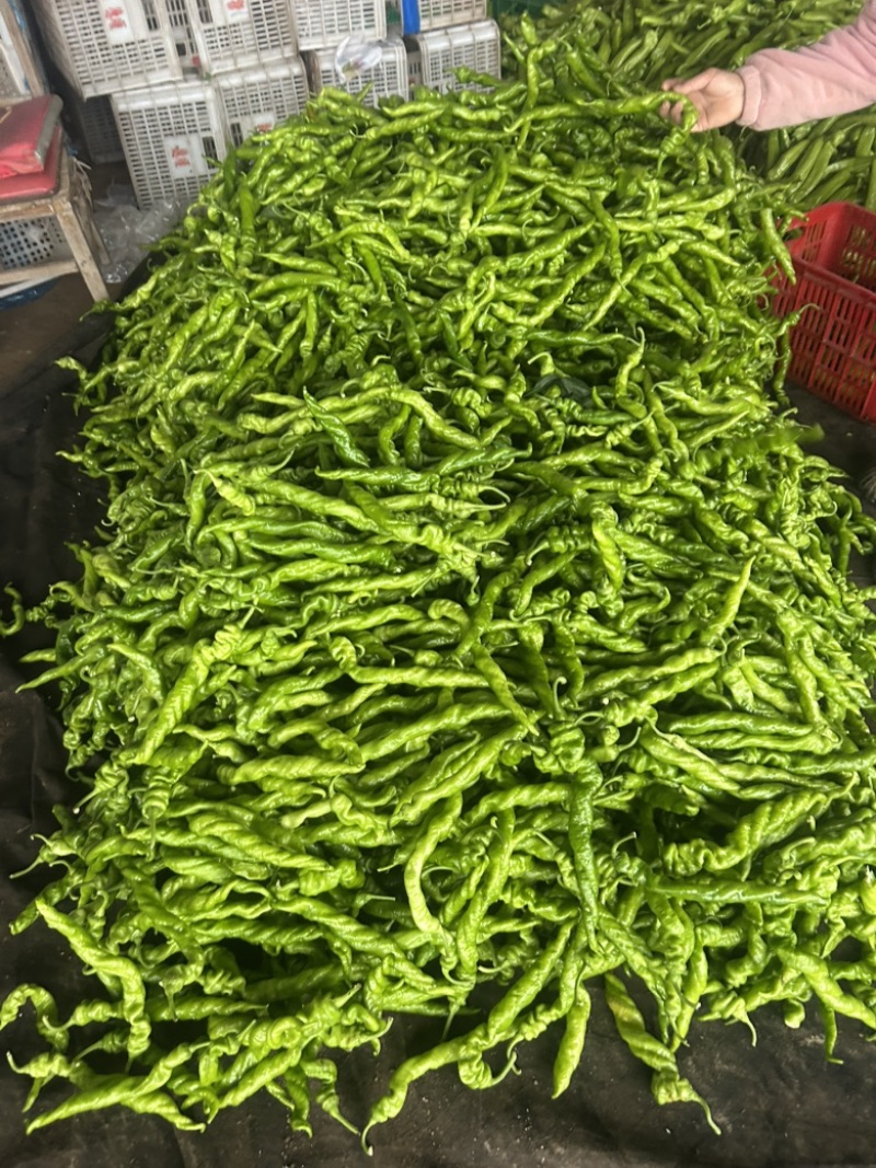 精品螺丝椒大量有货，基地直发，电商供货。