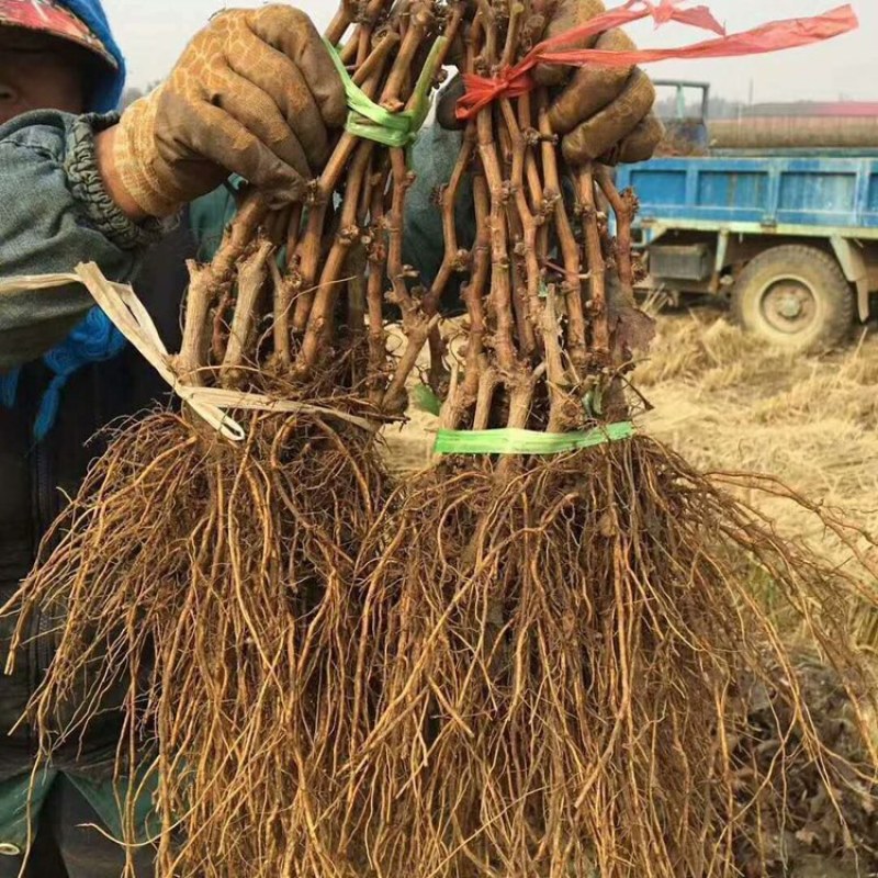 巨峰葡萄苗【巨峰葡萄苗】当年结果品种保证包成活包结果