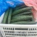 精品黄瓜大量上市中，质量第一，欢迎订货。