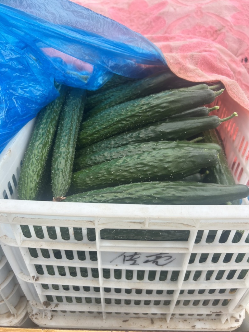 精品黄瓜大量上市中，质量第一，欢迎订货。
