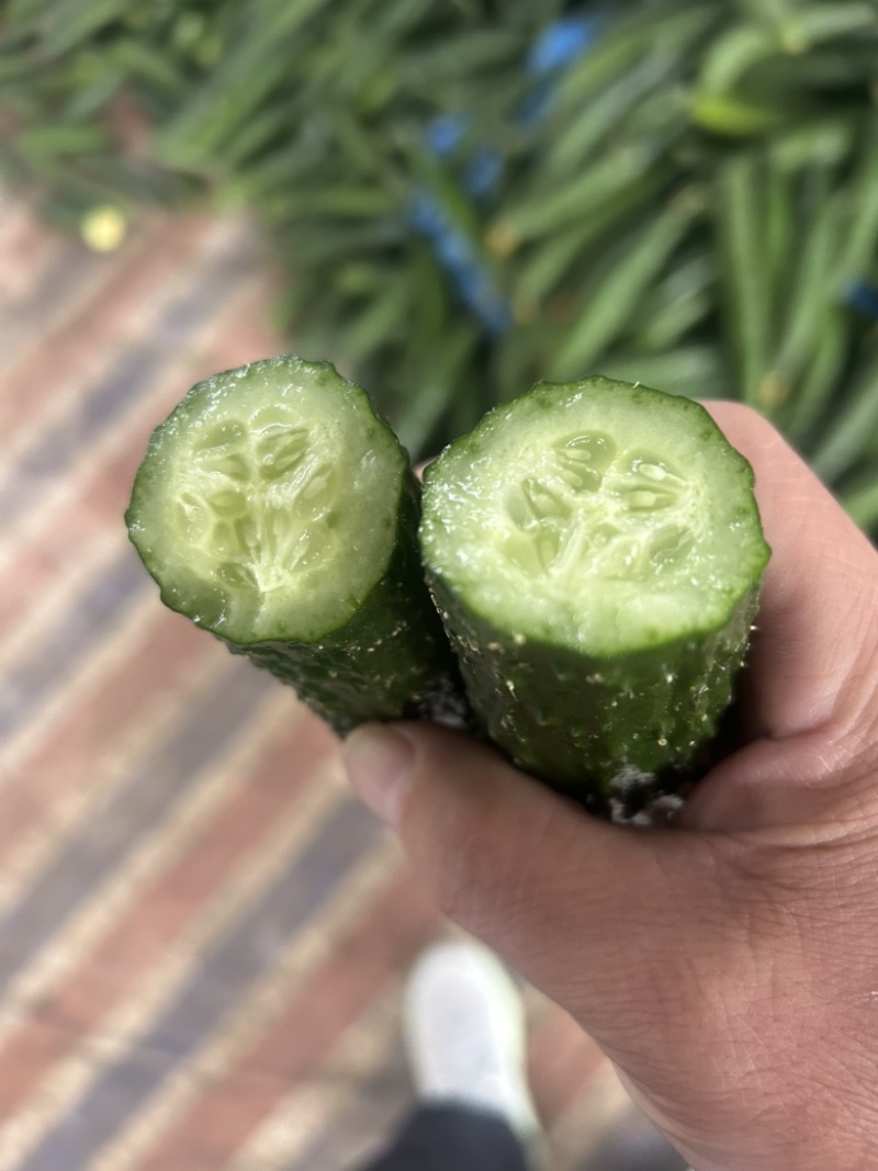 精品黄瓜大量上市中，质量第一，欢迎订货。