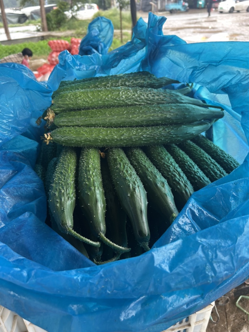 精品黄瓜大量上市中，质量第一，欢迎订货。