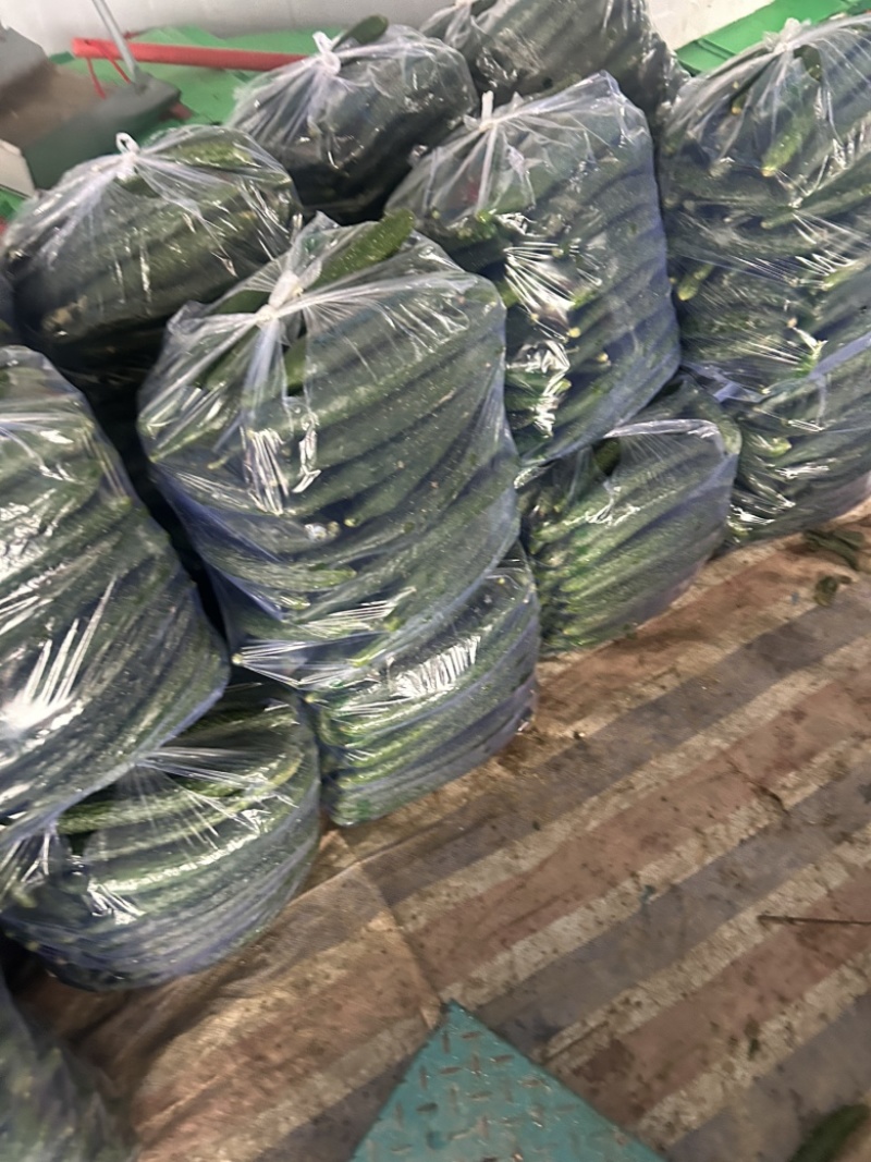 精品黄瓜大量上市中，质量第一，欢迎订货。