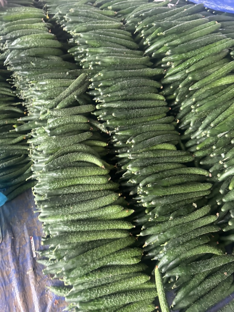 精品黄瓜大量上市中，质量第一，欢迎订货。
