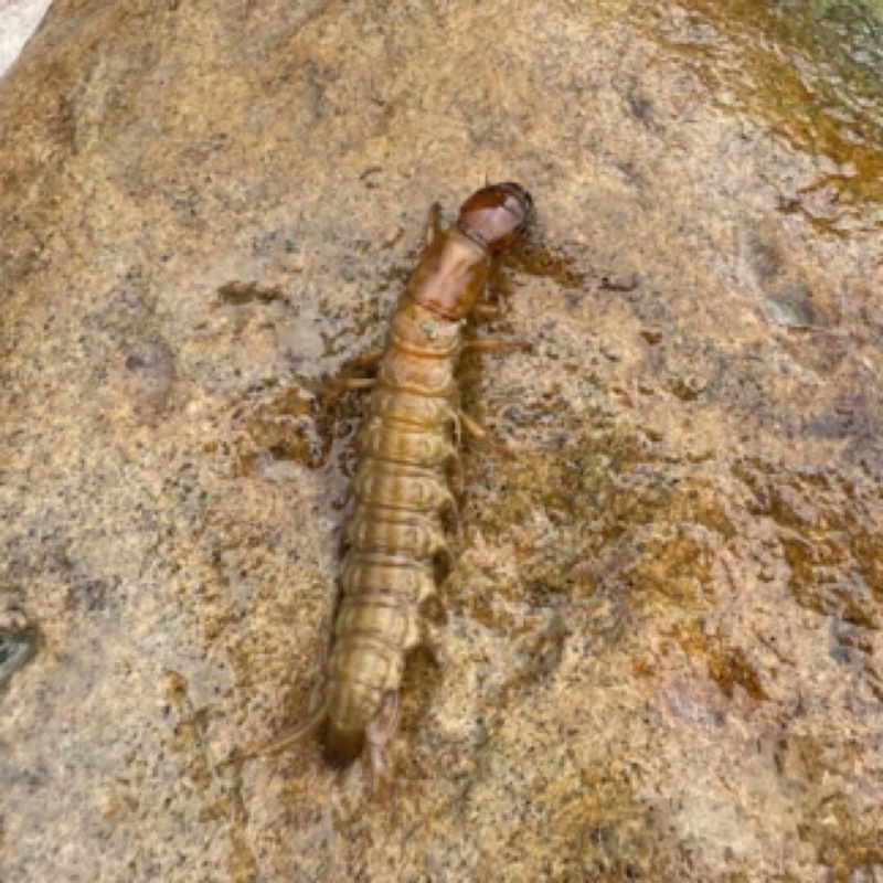 野生水蜈蚣，虾巴虫，爬沙虫