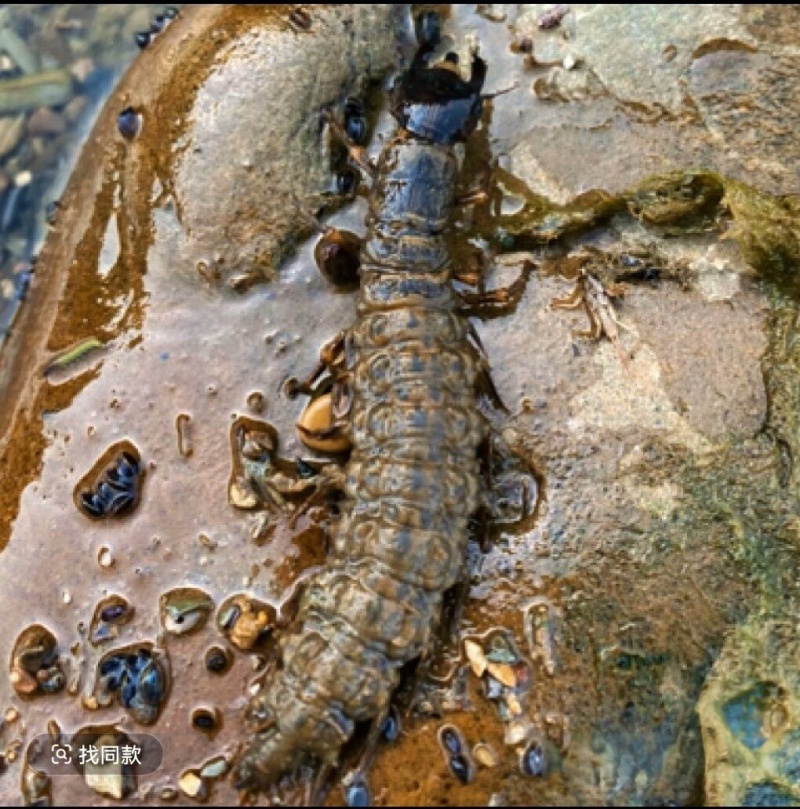 野生水蜈蚣，虾巴虫，爬沙虫