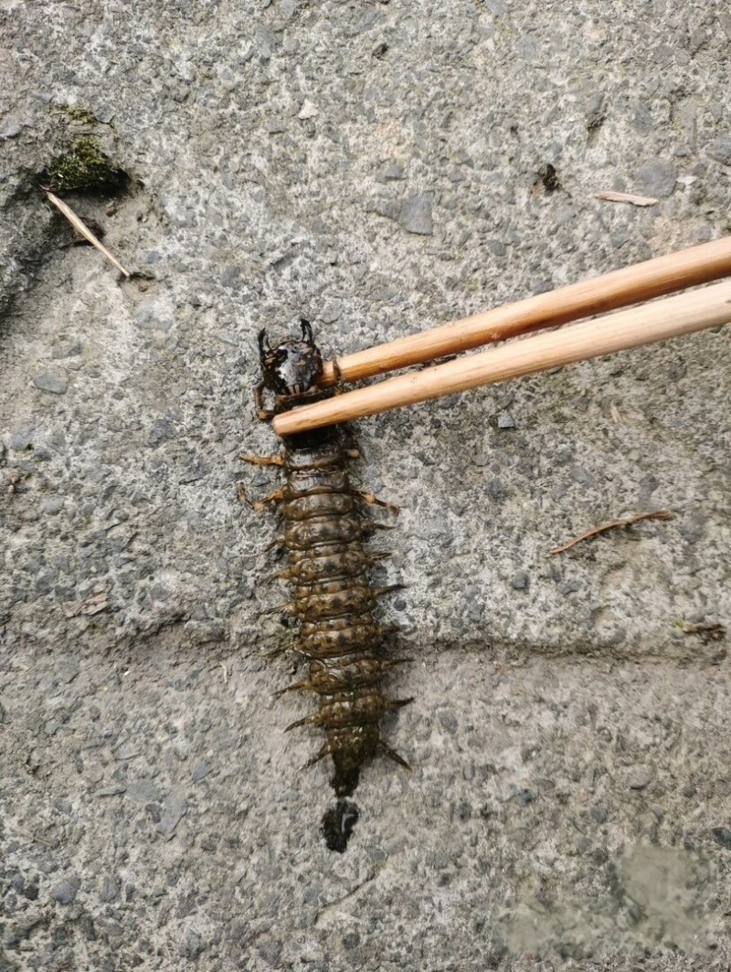 野生水蜈蚣，虾巴虫，爬沙虫