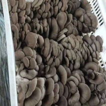 精品蘑菇