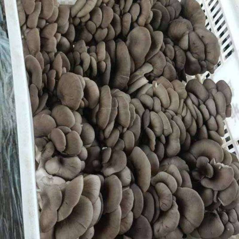 精品蘑菇