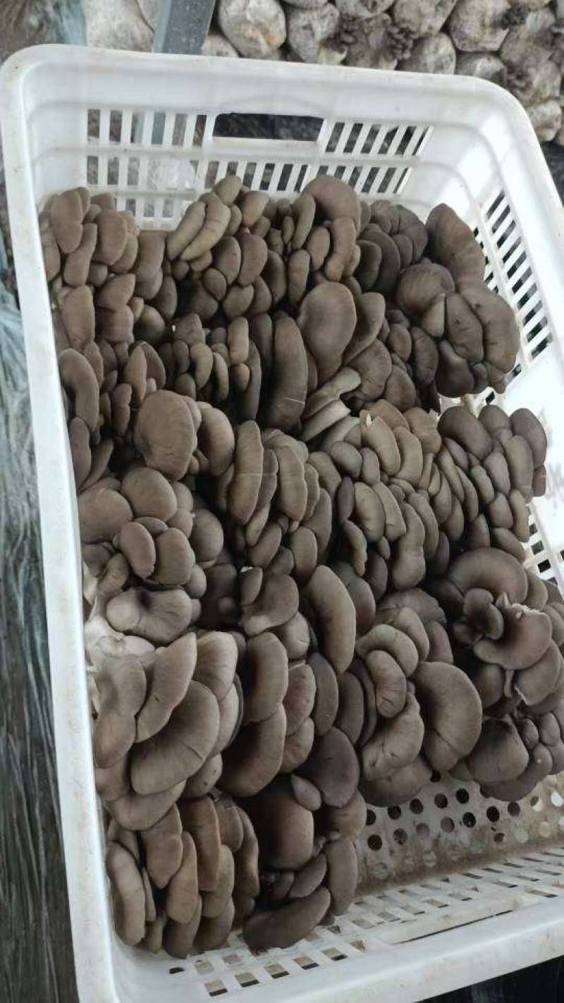 精品蘑菇