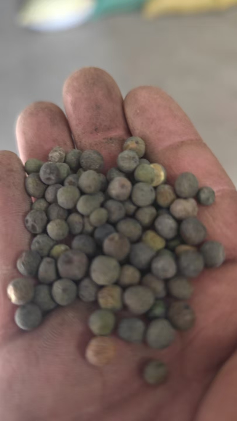 青海麻豌豆基地直发品质保证量大从优欢迎来电