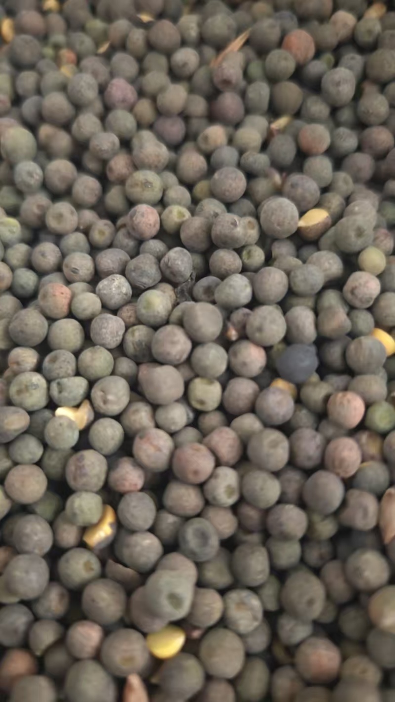 青海麻豌豆基地直发品质保证量大从优欢迎来电