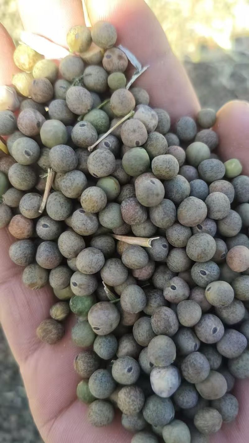 青海麻豌豆基地直发品质保证量大从优欢迎来电