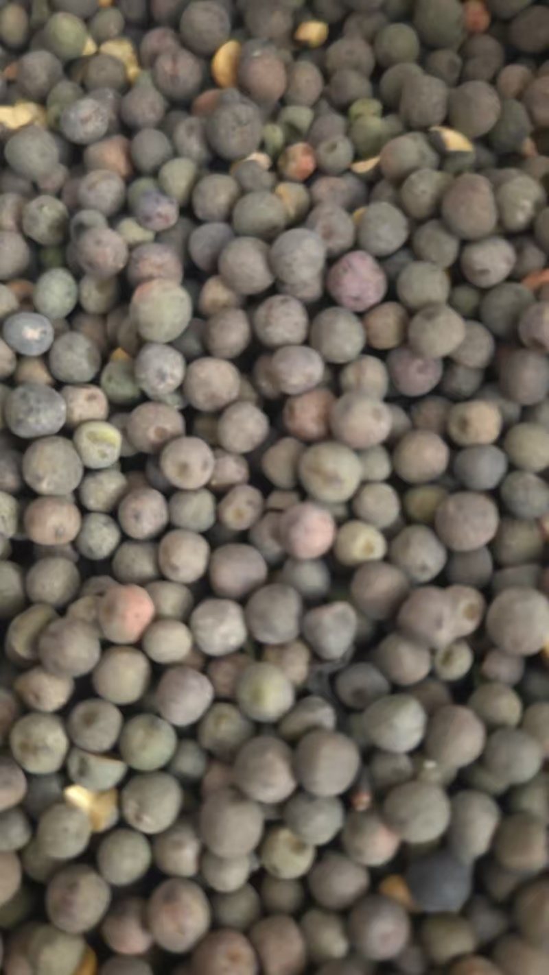 青海麻豌豆基地直发品质保证量大从优欢迎来电