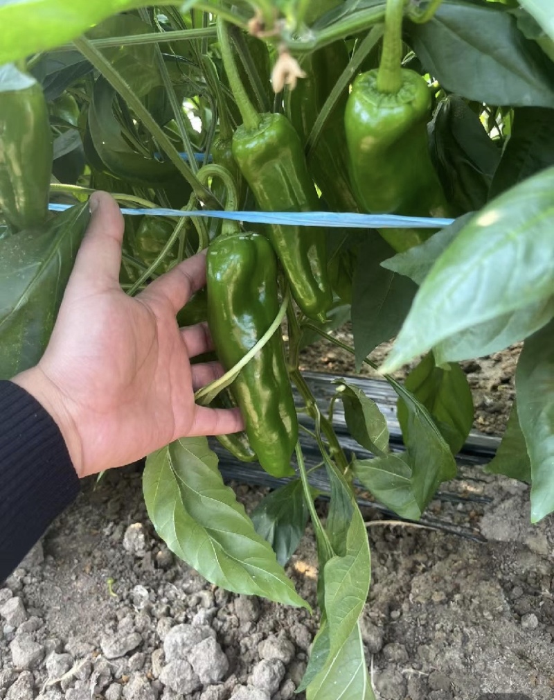 芜湖椒，301辣椒，市场电商，保质保量，价格可谈，欢迎咨