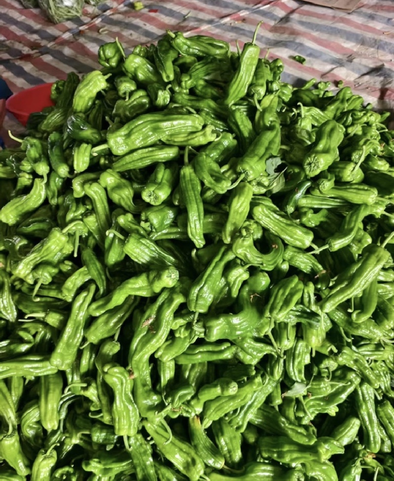 芜湖椒，301辣椒，市场电商，保质保量，价格可谈，欢迎咨