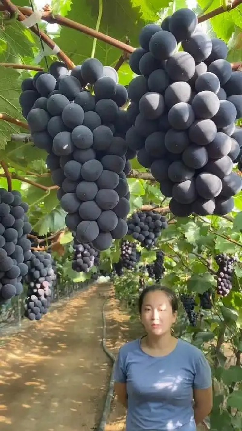 巨峰葡萄苗【巨峰葡萄苗】当年结果品种保证包成活包结果