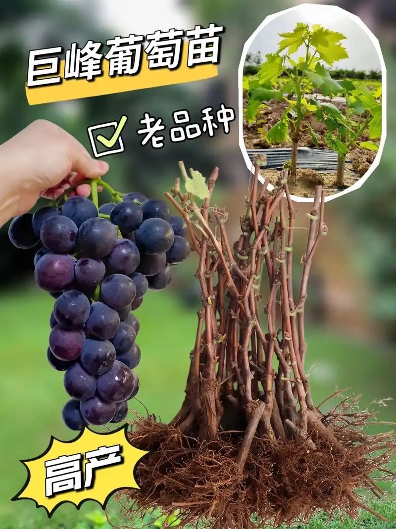 巨峰葡萄苗【巨峰葡萄苗】当年结果品种保证包成活包结果