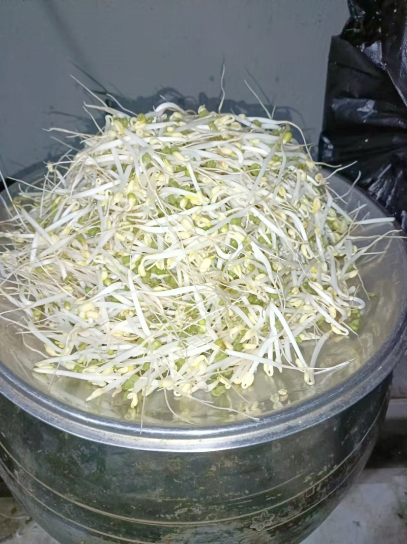 豆好香瓦罐豆芽，绿色健康，***豆芽。瓦罐豆芽自然生长。