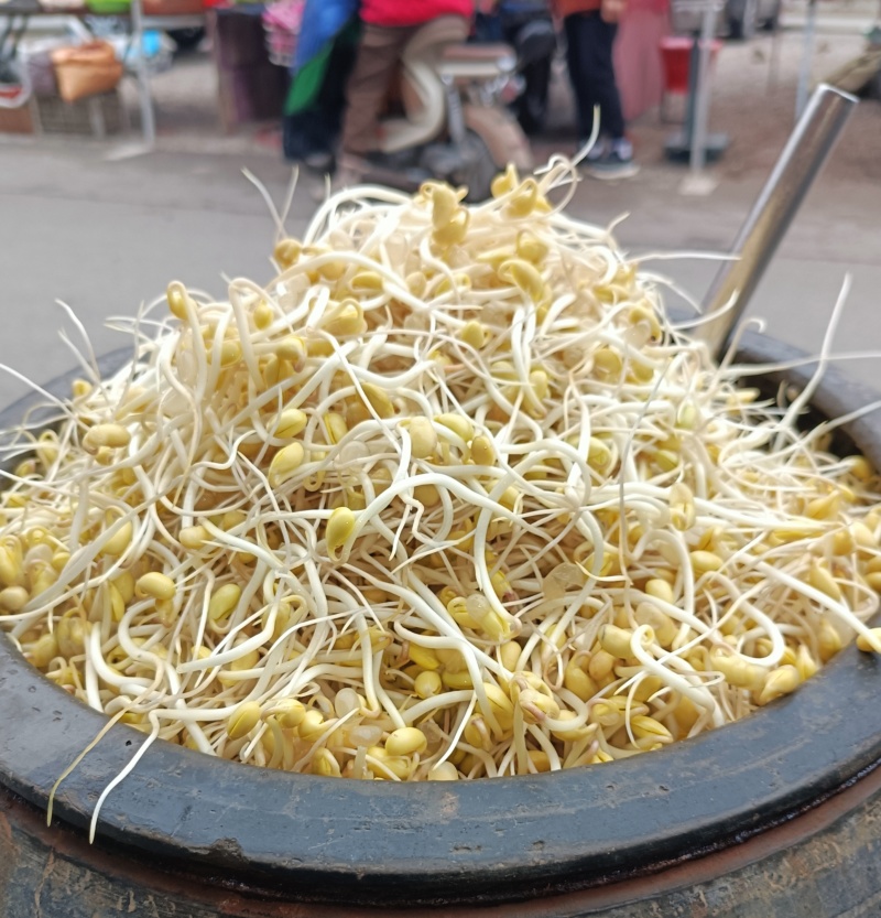 豆好香瓦罐豆芽，绿色健康，***豆芽。瓦罐豆芽自然生长。