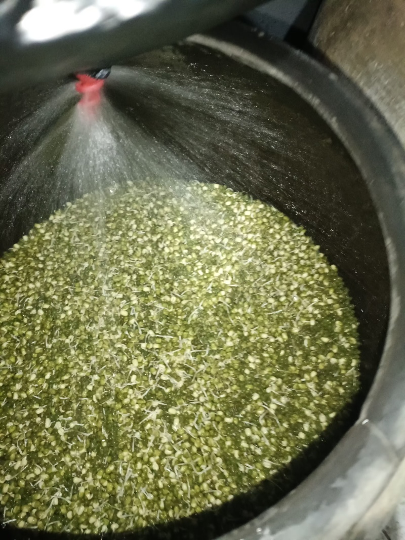 豆好香瓦罐豆芽，绿色健康，***豆芽。瓦罐豆芽自然生长。