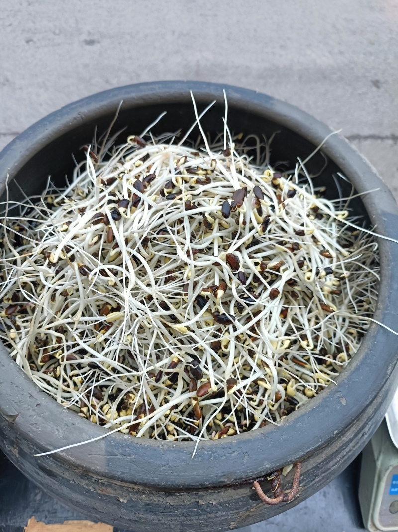 豆好香瓦罐豆芽，绿色健康，***豆芽。瓦罐豆芽自然生长。
