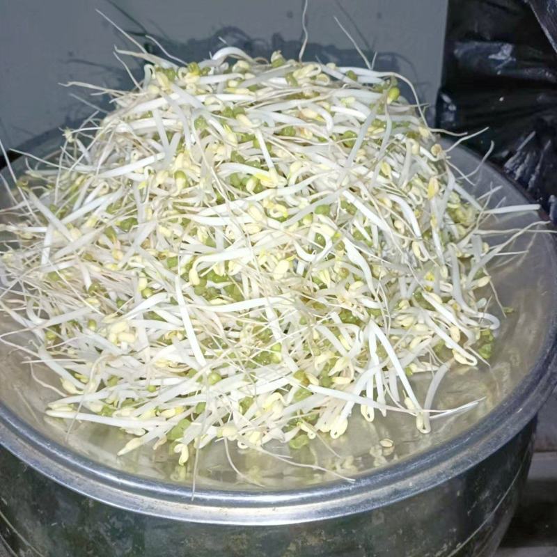 豆好香瓦罐豆芽，绿色健康，***豆芽。瓦罐豆芽自然生长。