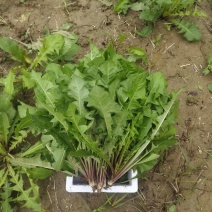 新鲜野菜，蒲公英，婆婆丁，大量有货