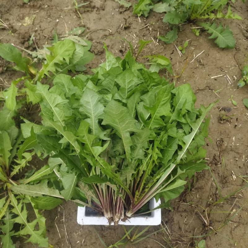 新鲜野菜，蒲公英，婆婆丁，大量有货