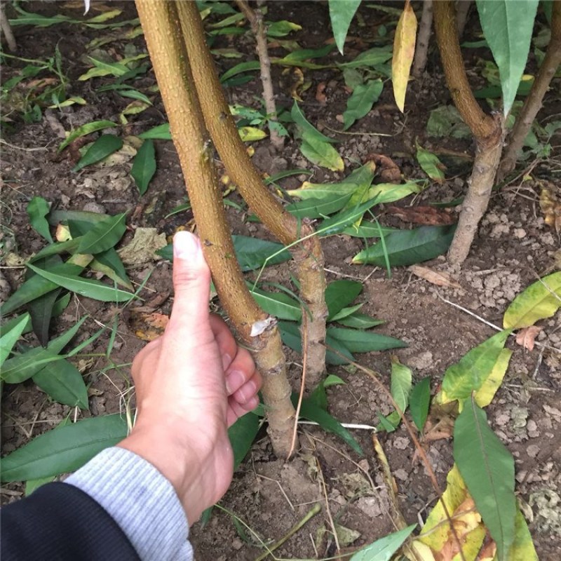 黄金蟠桃树苗基地签约发苗品种保证包成活包技术