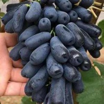 甜蜜蓝宝石葡萄苗品种保证基地签约发苗包成活包技术