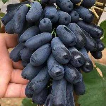 甜蜜蓝宝石葡萄苗品种保证基地签约发苗包成活包技术