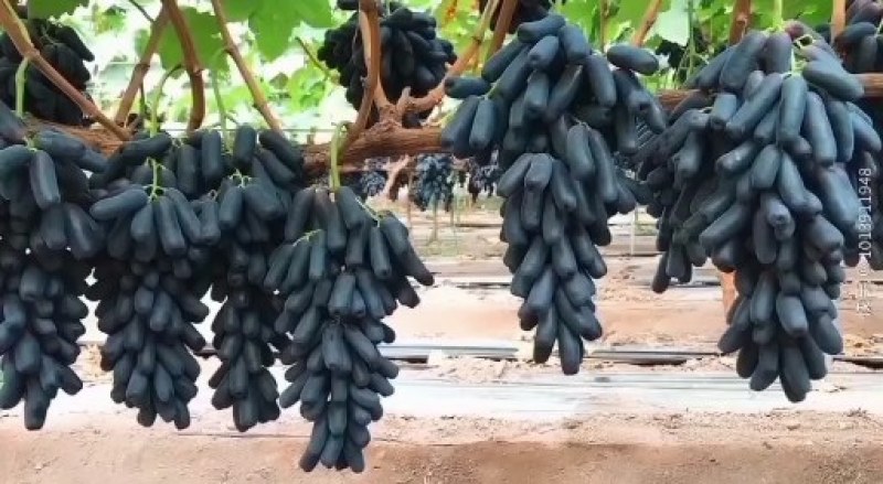 甜蜜蓝宝石葡萄苗品种保证基地签约发苗包成活包技术