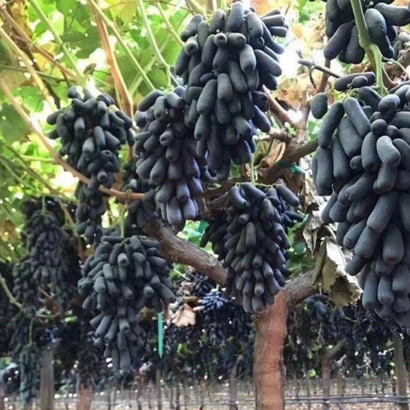 甜蜜蓝宝石葡萄苗品种保证基地签约发苗包成活包技术