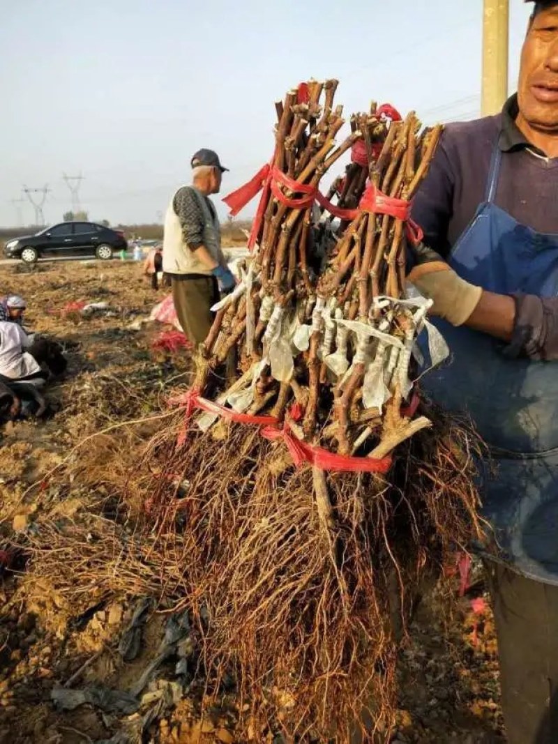 甜蜜蓝宝石葡萄苗品种保证基地签约发苗包成活包技术