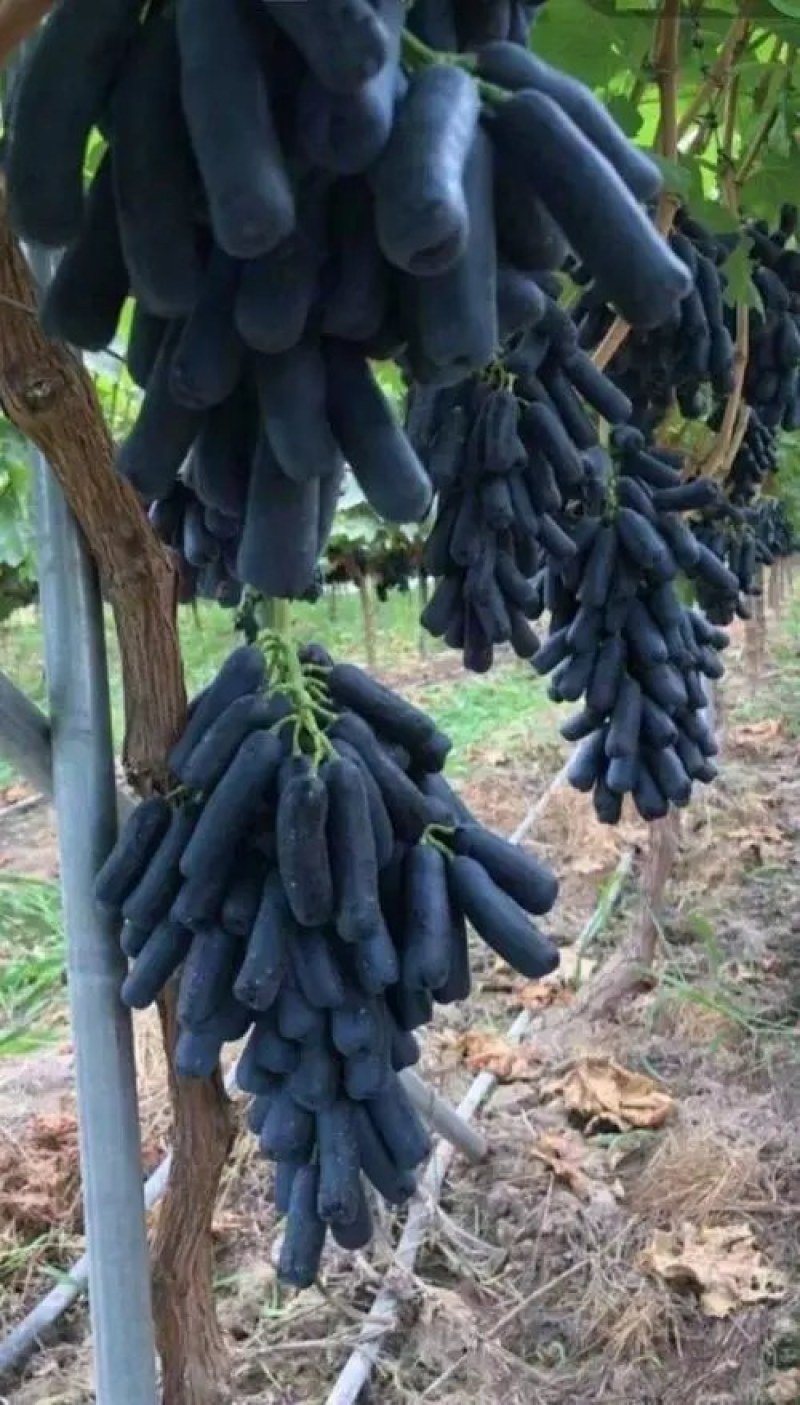 甜蜜蓝宝石葡萄苗品种保证基地签约发苗包成活包技术