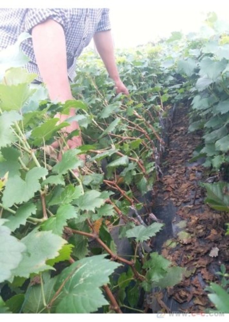 甜蜜蓝宝石葡萄苗品种保证基地签约发苗包成活包技术