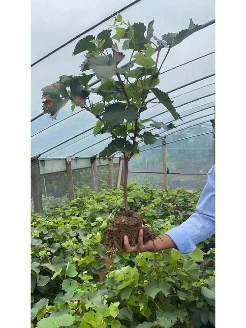 甜蜜蓝宝石葡萄苗品种保证基地签约发苗包成活包技术