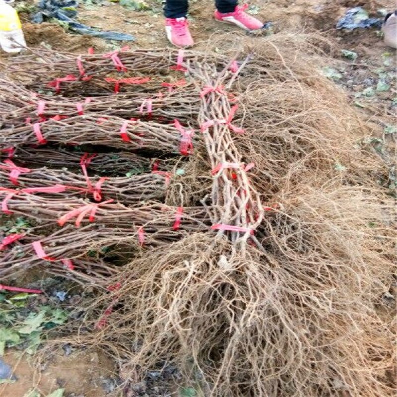 甜蜜蓝宝石葡萄苗品种保证基地签约发苗包成活包技术