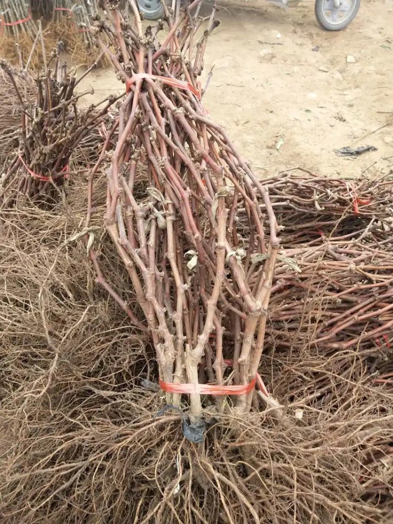 甜蜜蓝宝石葡萄苗品种保证基地签约发苗包成活包技术