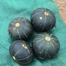 贝贝南瓜