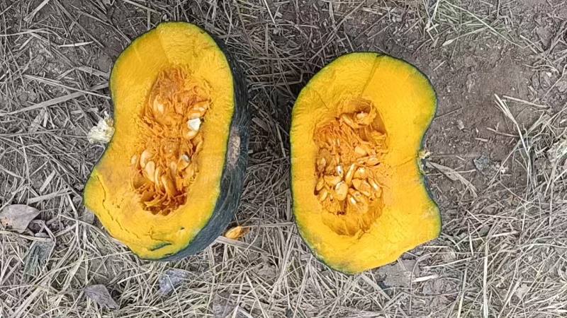 贝贝南瓜