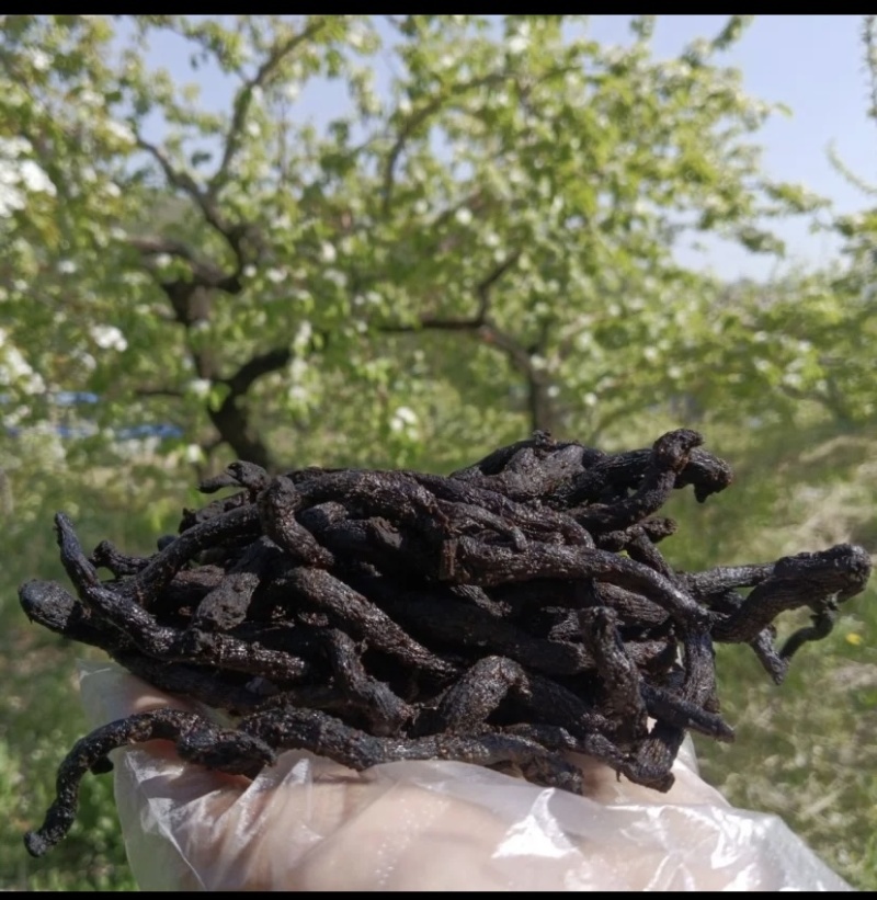 九蒸九晒玉竹制玉竹小玉竹批发颜色好大条完整无碎新货批发